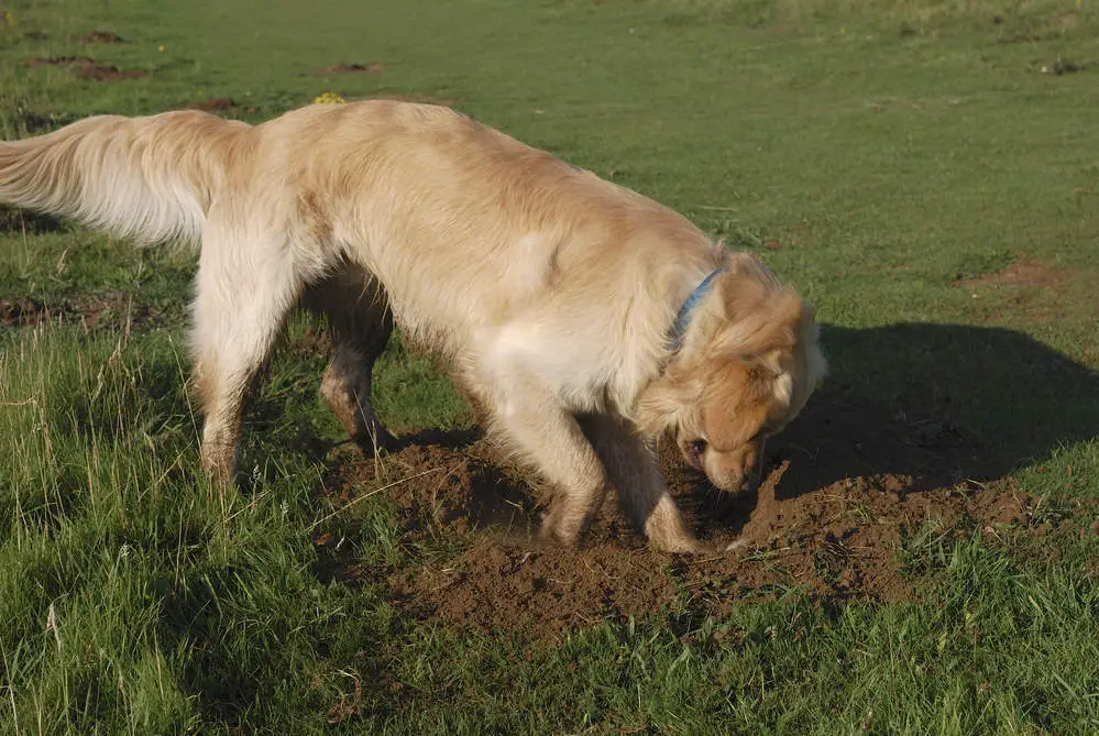 Golden Retriever digging hole in the ground