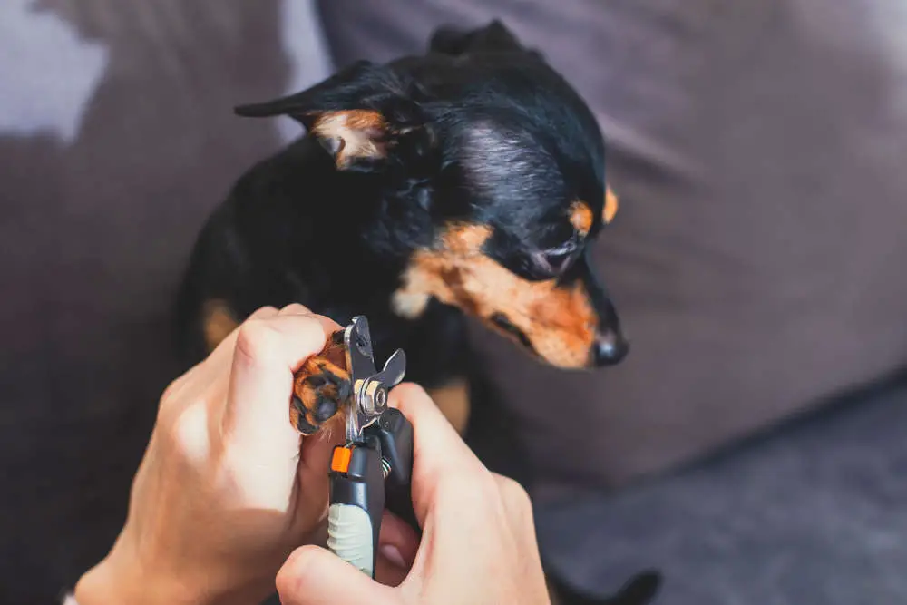 Dog getting nails clipped