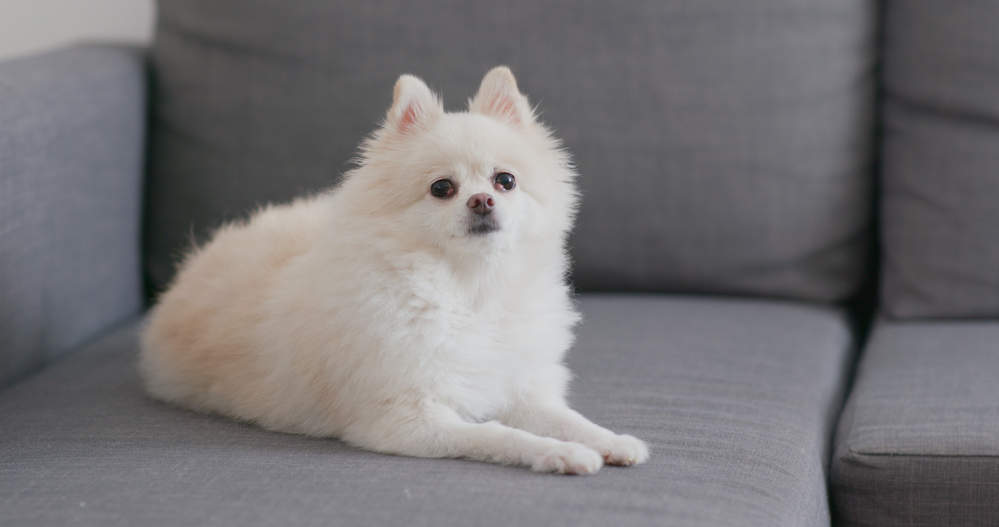 Dog stole sofa seat