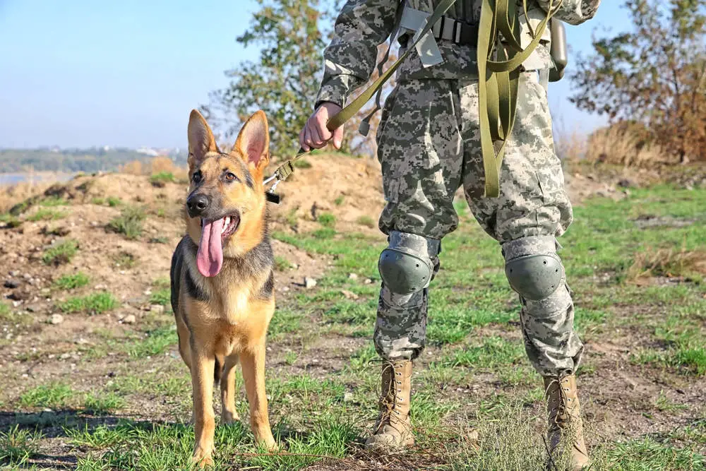 German Shepherd dog