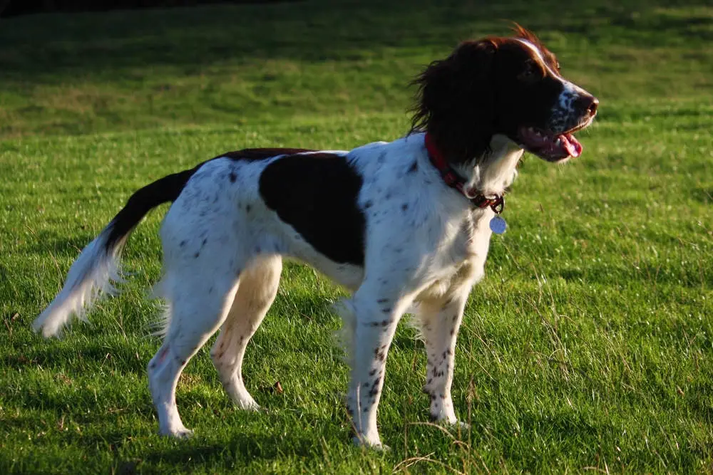 English Springer Spaniel Profile