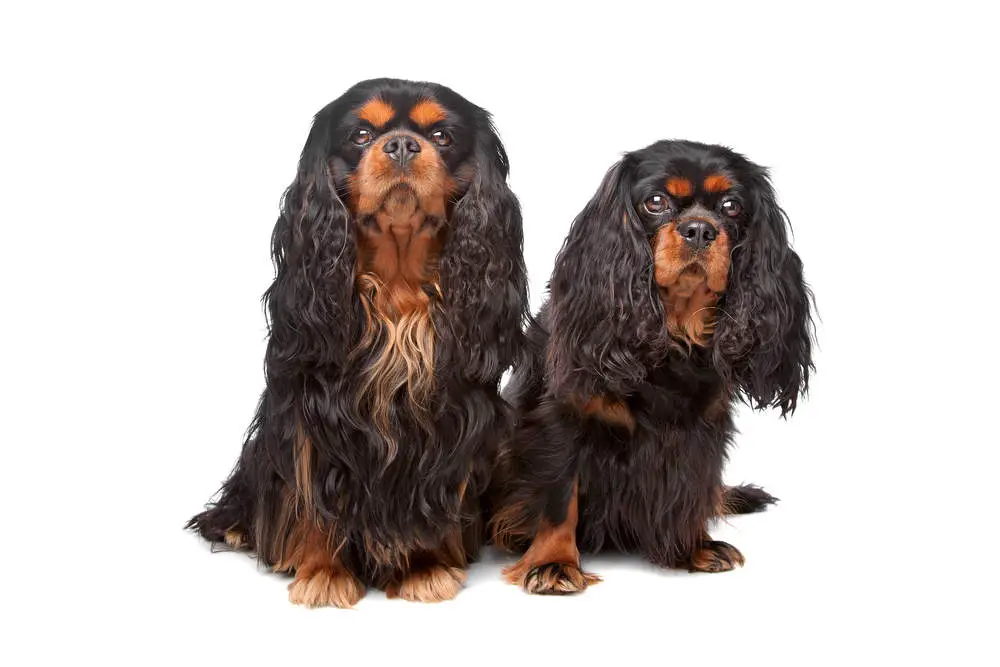 English Toy Spaniels