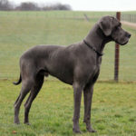 Do Great Danes Jump Fences?