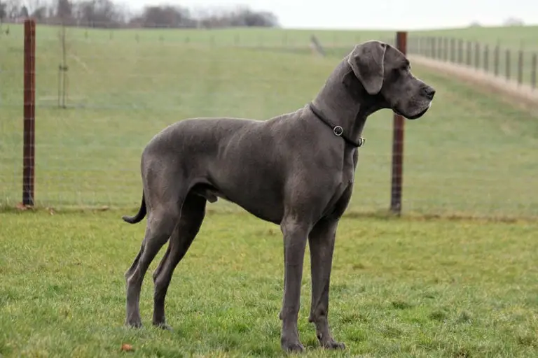 Do Great Danes Jump Fences? (Why + How to Stop Them)