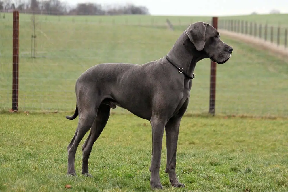 Great Dane standing in front of fence