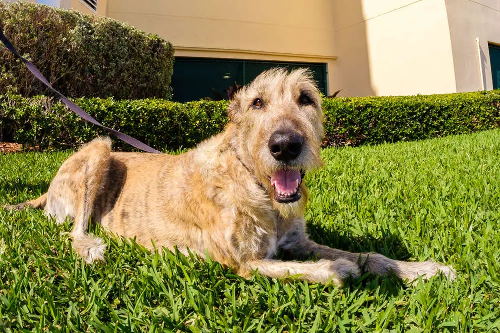 Irish Wolfhound