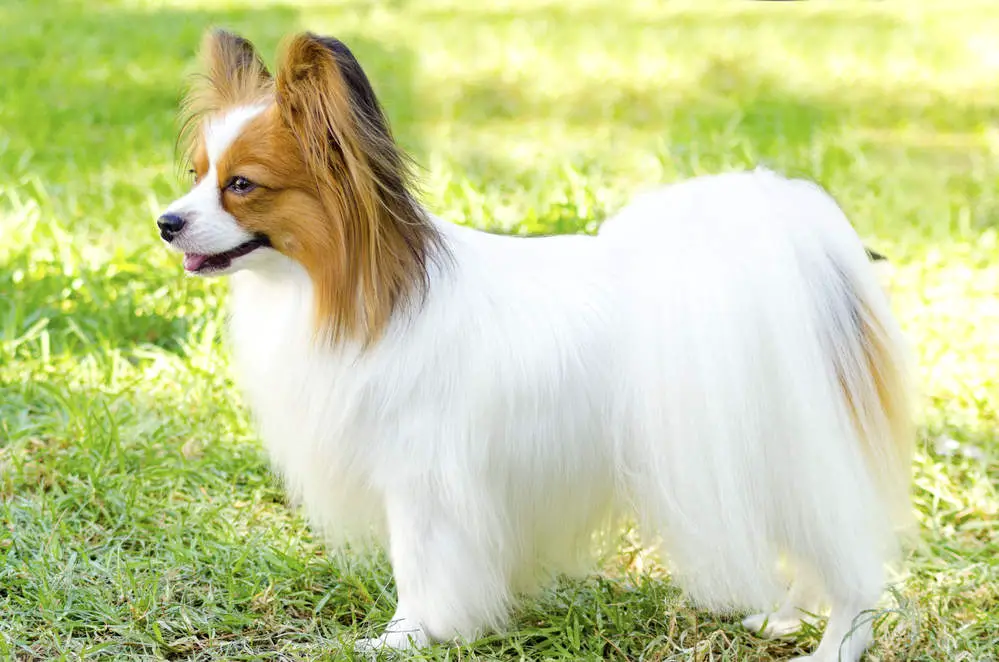 Papillon profile