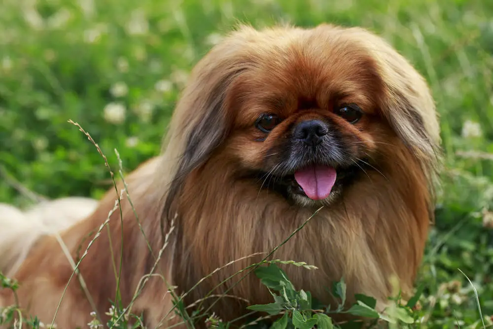 Pekingese dog breed