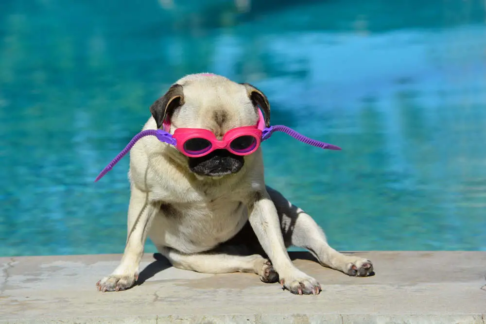 Pug wearing goggles ready to swim