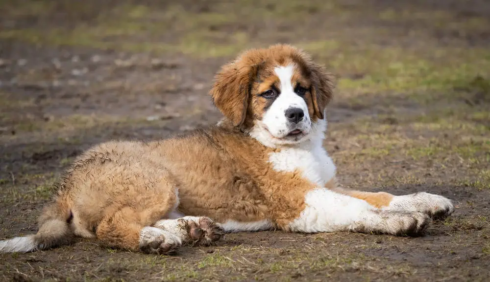 Saint Bernese playing in the mud