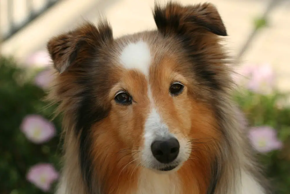 Shetland Sheepdog closeup