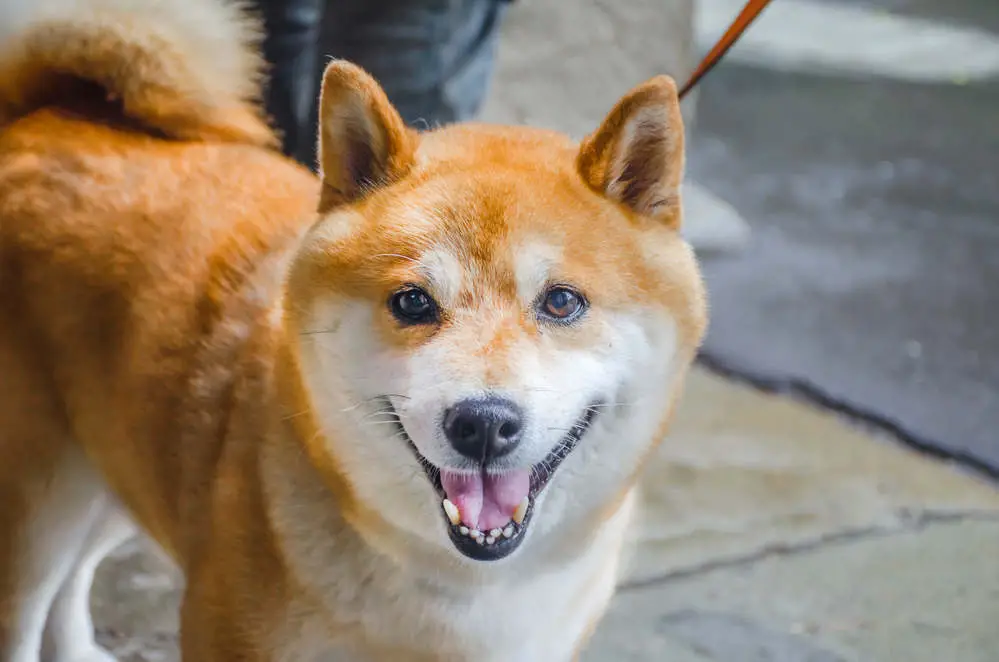 Shiba Inu smiling