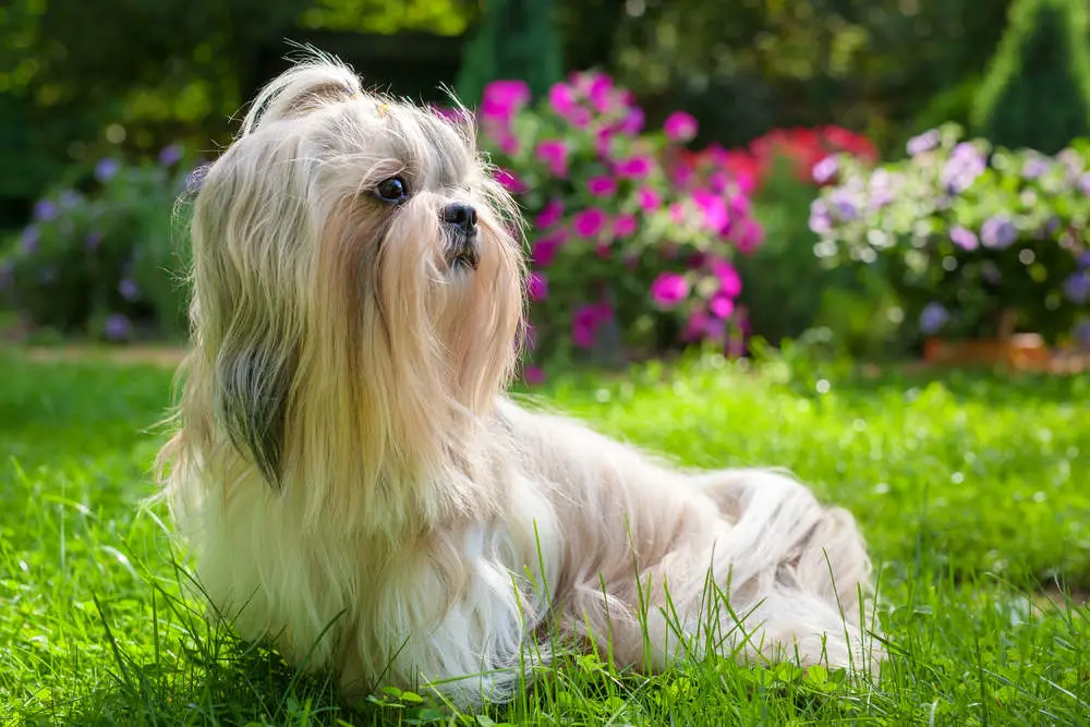 Shih Tzu posing in the garden