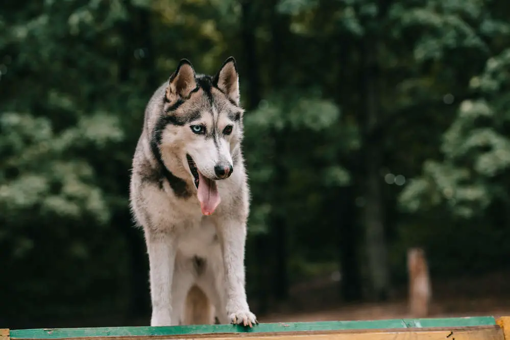 Siberian Husky in park