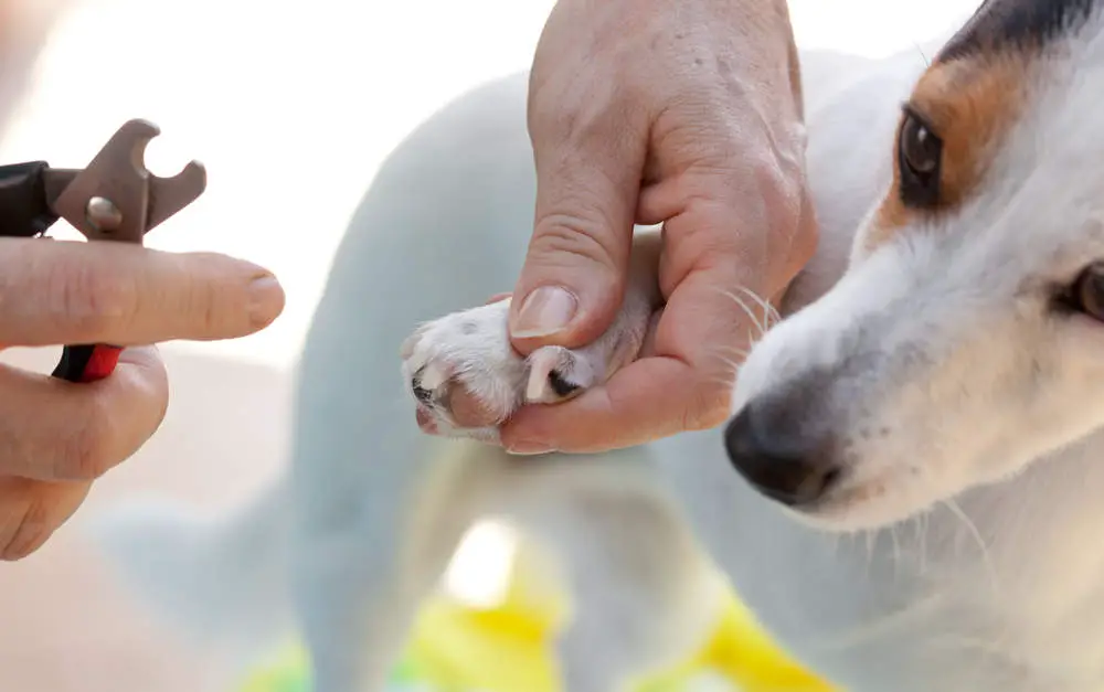 Small dog getting overgrown nails trimmed