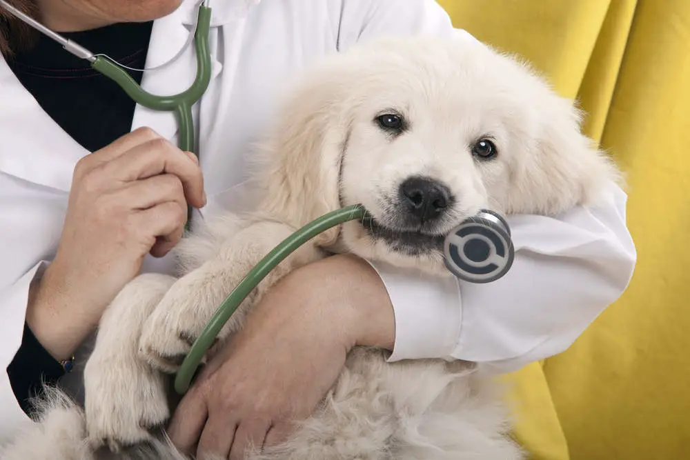 Vet holding a puppy