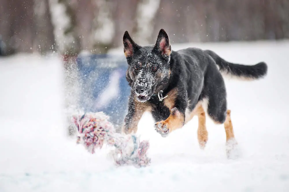 West German working line German Shepherd