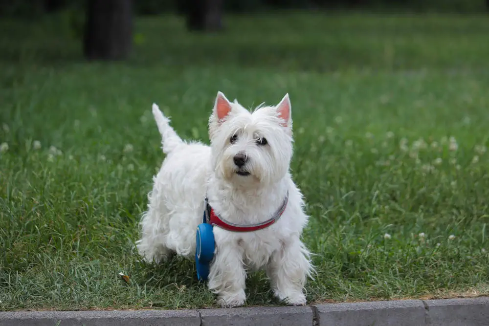 Westie walking off leash