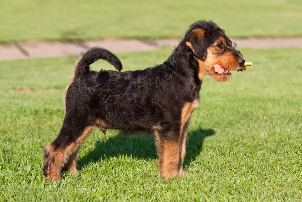 Young Airedale Terrier