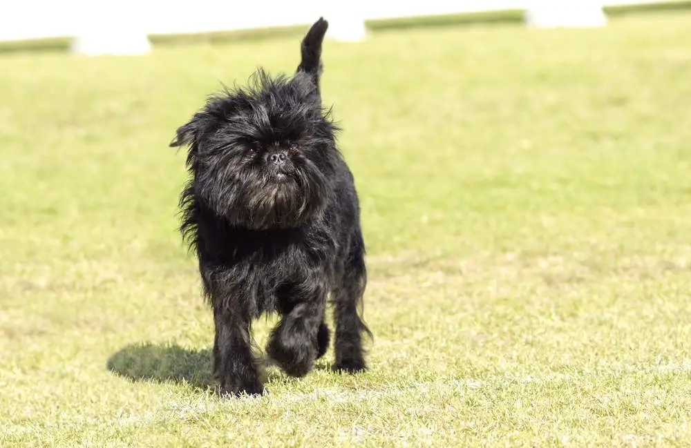 Affenpinscher