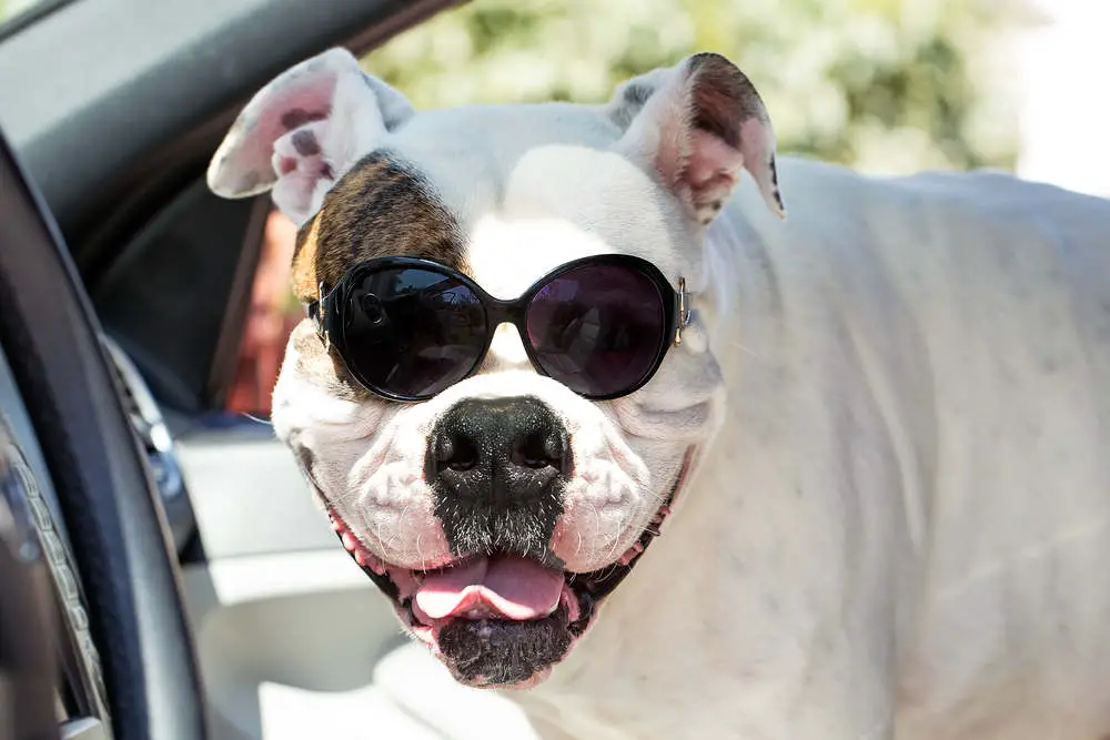 American Bulldog wearing sunglasses