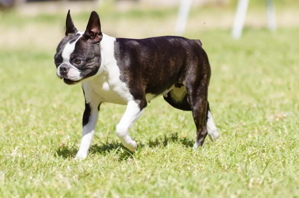 Boston Terrier