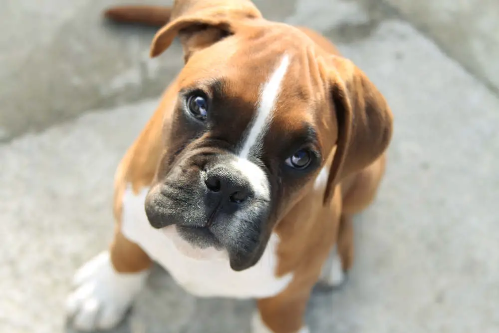 Boxer