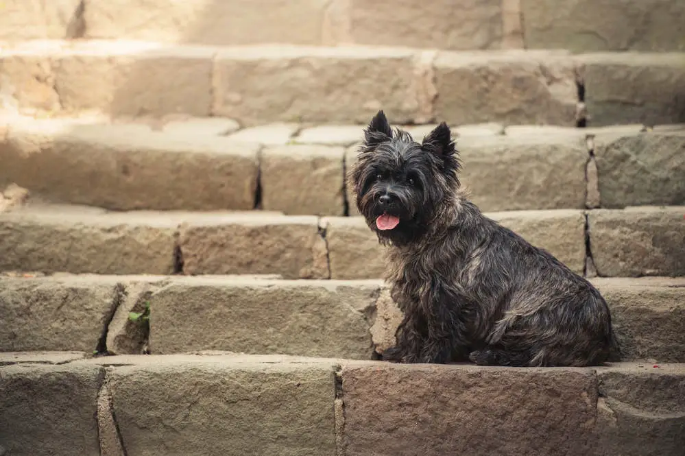 Cairn Terrier sitting on steps