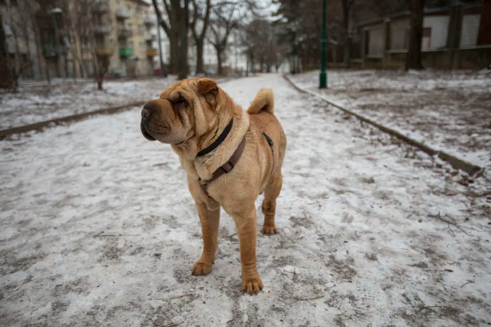 Chinese Shar-Pei