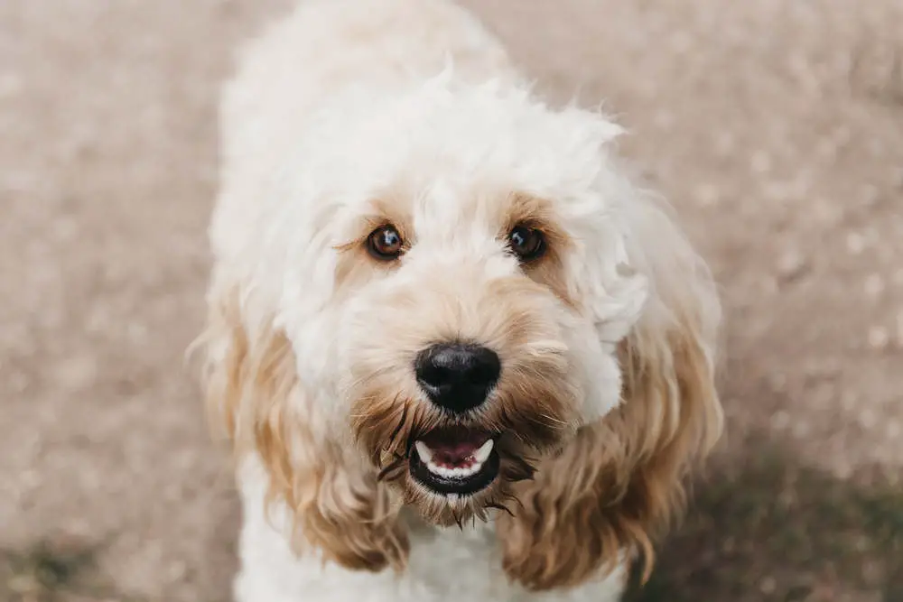 Smiling Cockapoo