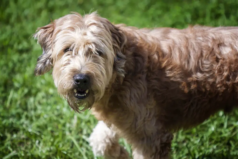 Goldendoodle