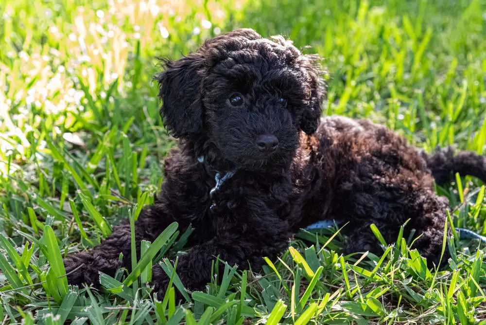 Schnoodle puppy