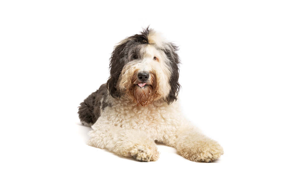 Sheepadoodle