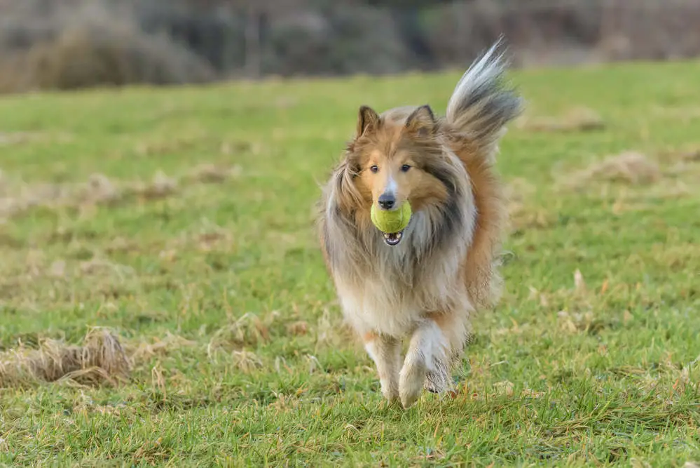 Shetland Sheepdog playing fetch in a field