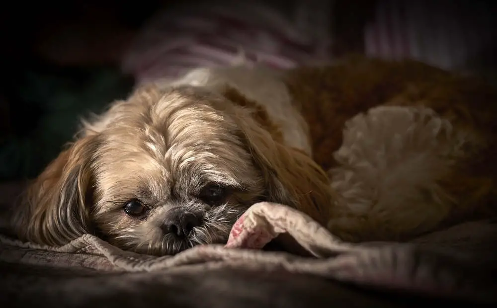 Shihpoo laying on blanket