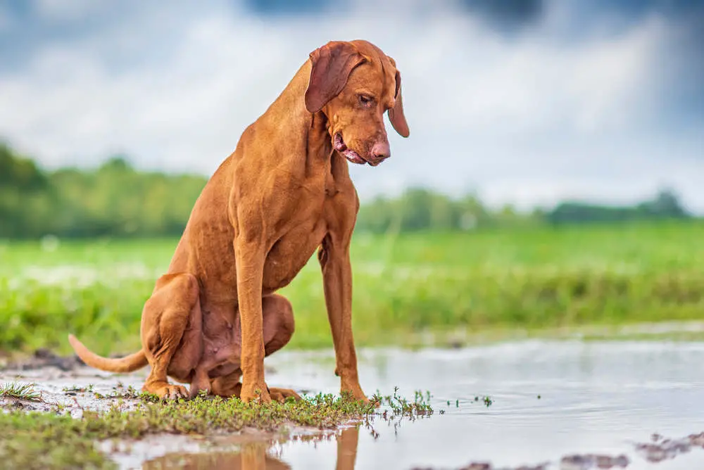 Vizsla looking in a puddle at the park