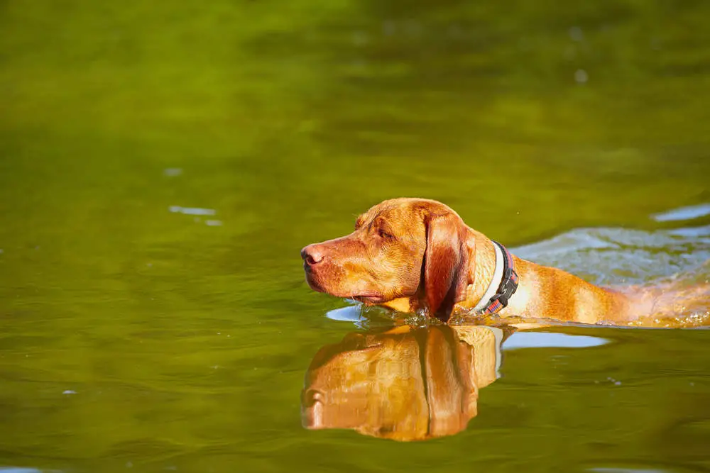 Vizsla swimming in a lake