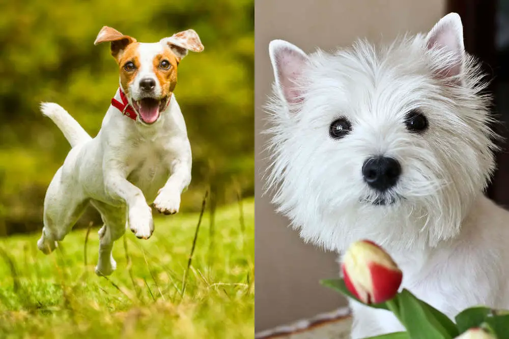 Jack Russell Westie side by side