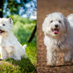 Highland Maltie (Westie Maltese Mix) Dog Breed Information