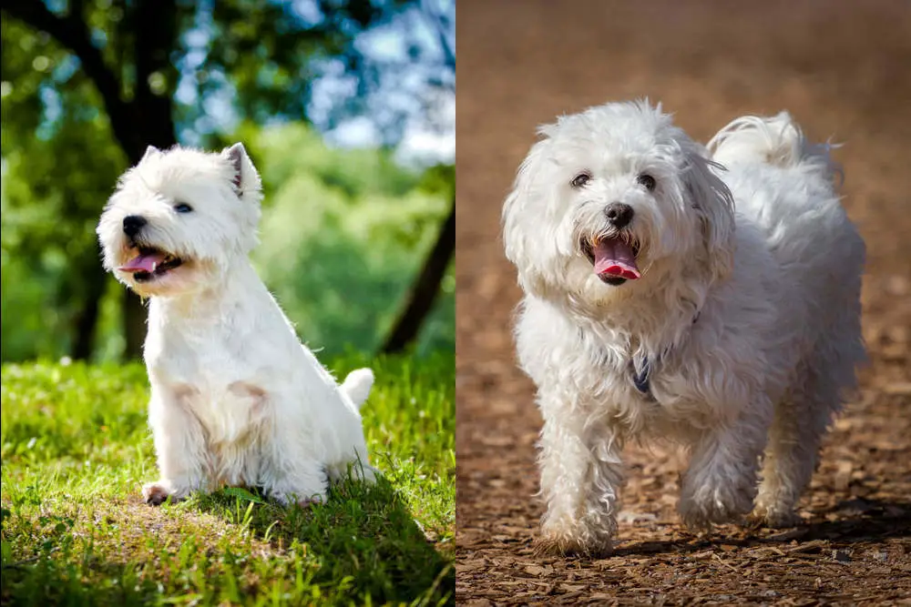 Westie Maltese side by side