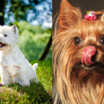 Fourche Terrier (Westie Yorkie Mix) Dog Breed Profile