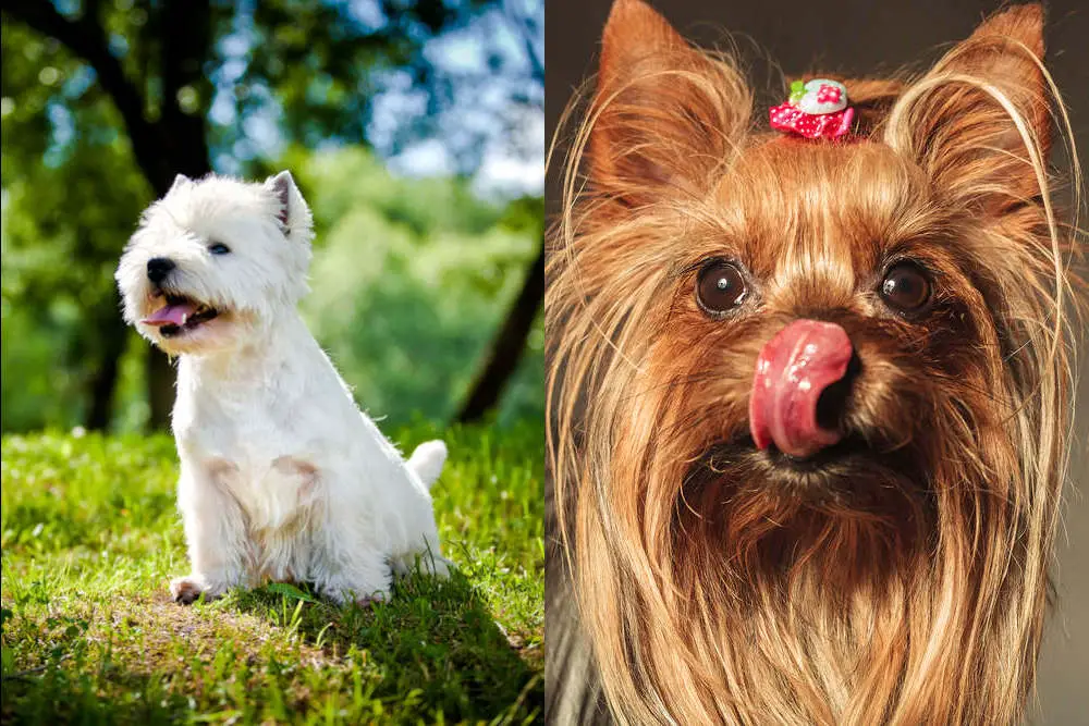 Westie Yorkie side by side