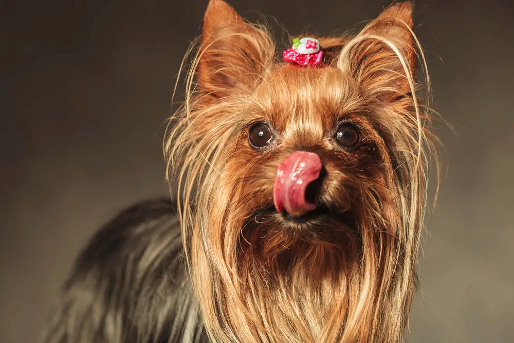 Yorkie licking nose