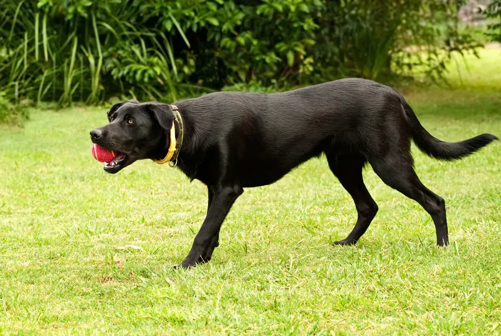 Australian Kelpie