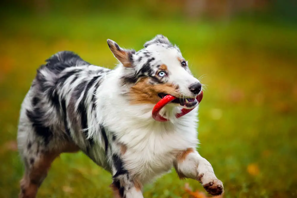 Australian Shepherd playing with a toy