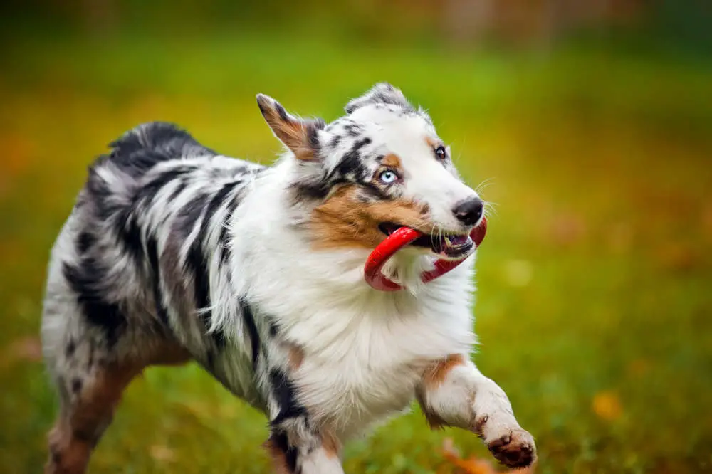 Australian Shepherd running with toy 