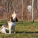 Why Do Beagles Howl So Much?