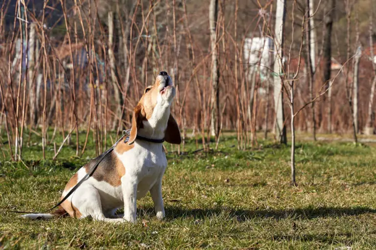howl beagles howling fathom