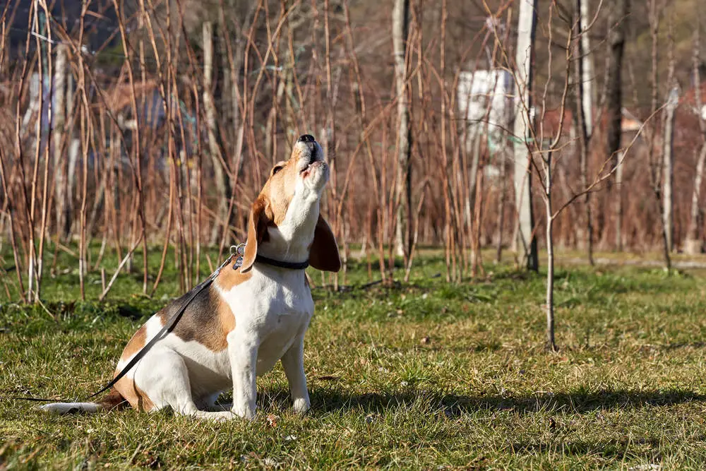 Beagle dog howling outside