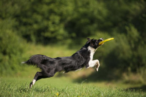 Border Collie jumping for frisbee